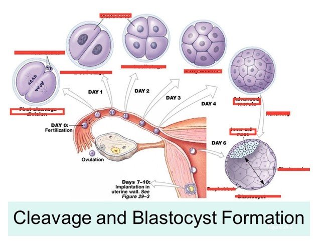 Best Blastocyst Transfer Doctor in Sector 57, Gurugram